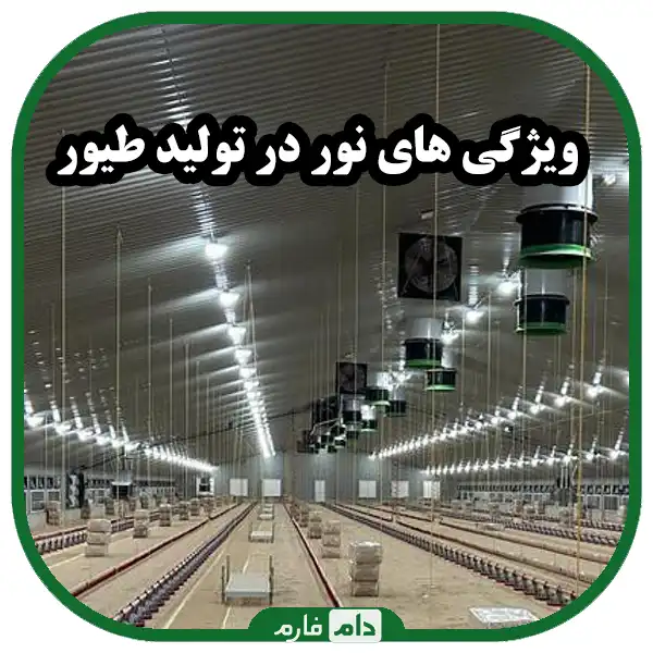 The-effect-of-light-on-poultry-production