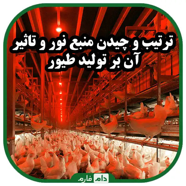 The-effect-of-light-on-poultry-production