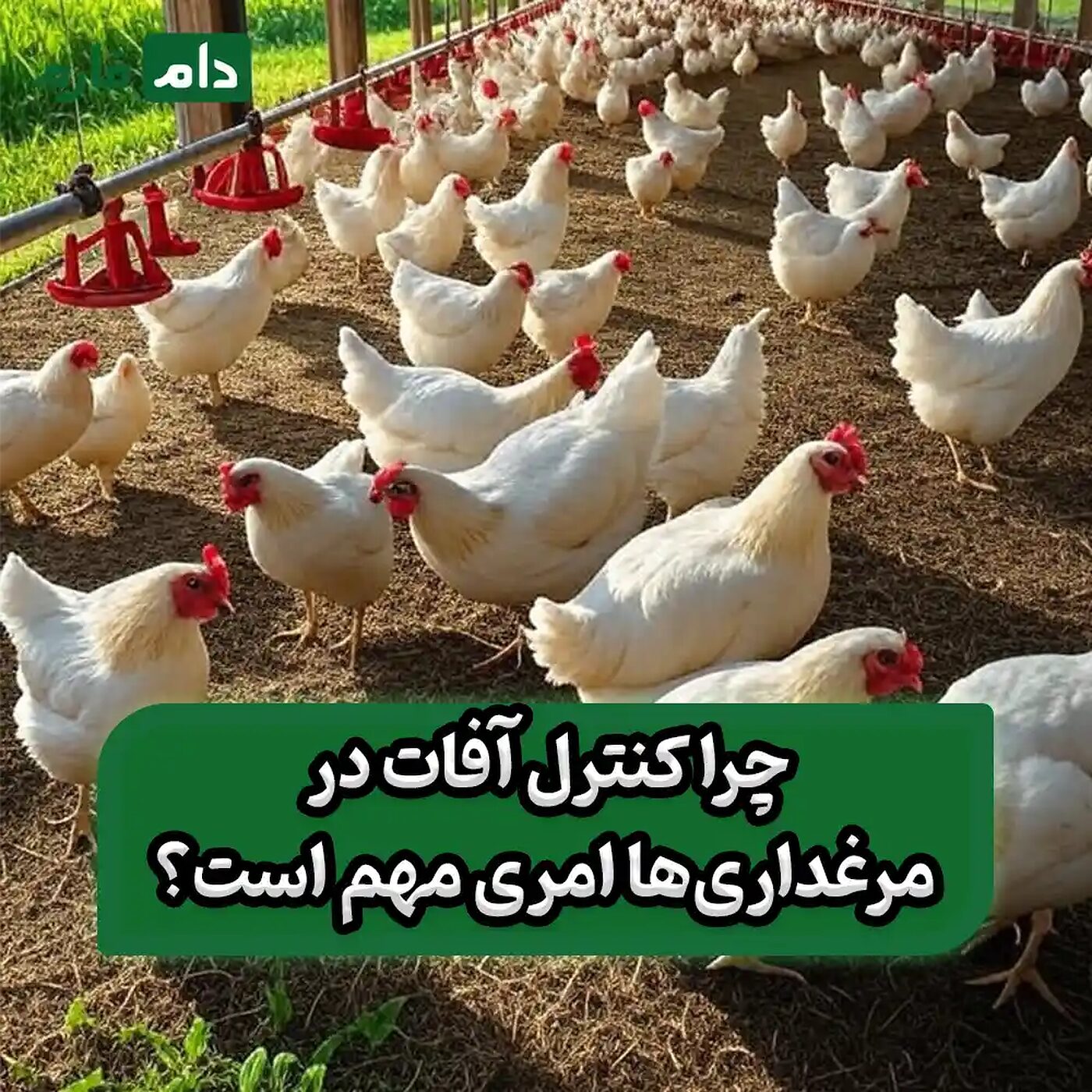 کنترل_و_مدیریت_آفات_در_مرغداری‌ها