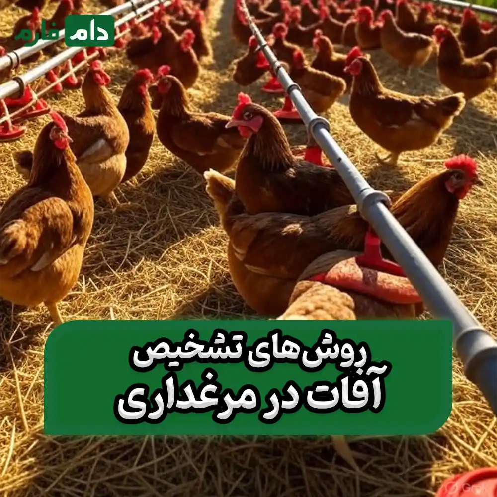 Pest-control-and-management-in-poultry-farms