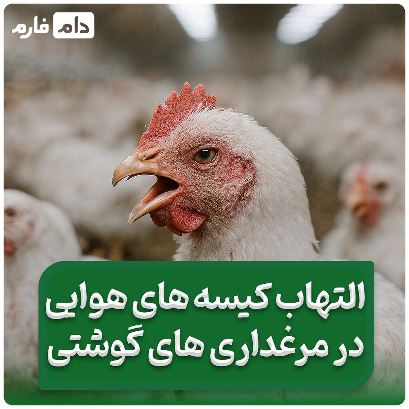 التهاب_کیسه_های_هوای_مرغ_های_گوشتی_که_ضریب_تبدیل_را_بالا_می_برد!