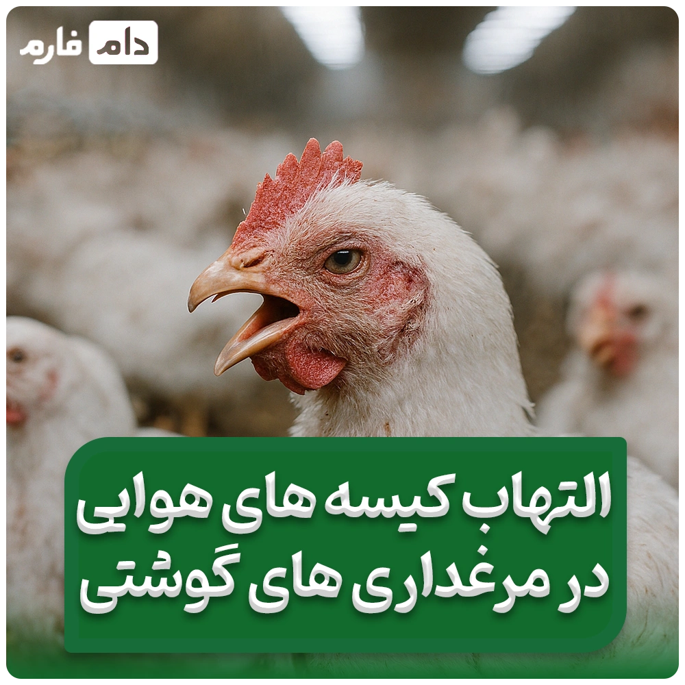 التهاب_کیسه_های_هوای_مرغ_های_گوشتی_که_ضریب_تبدیل_را_بالا_می_برد!