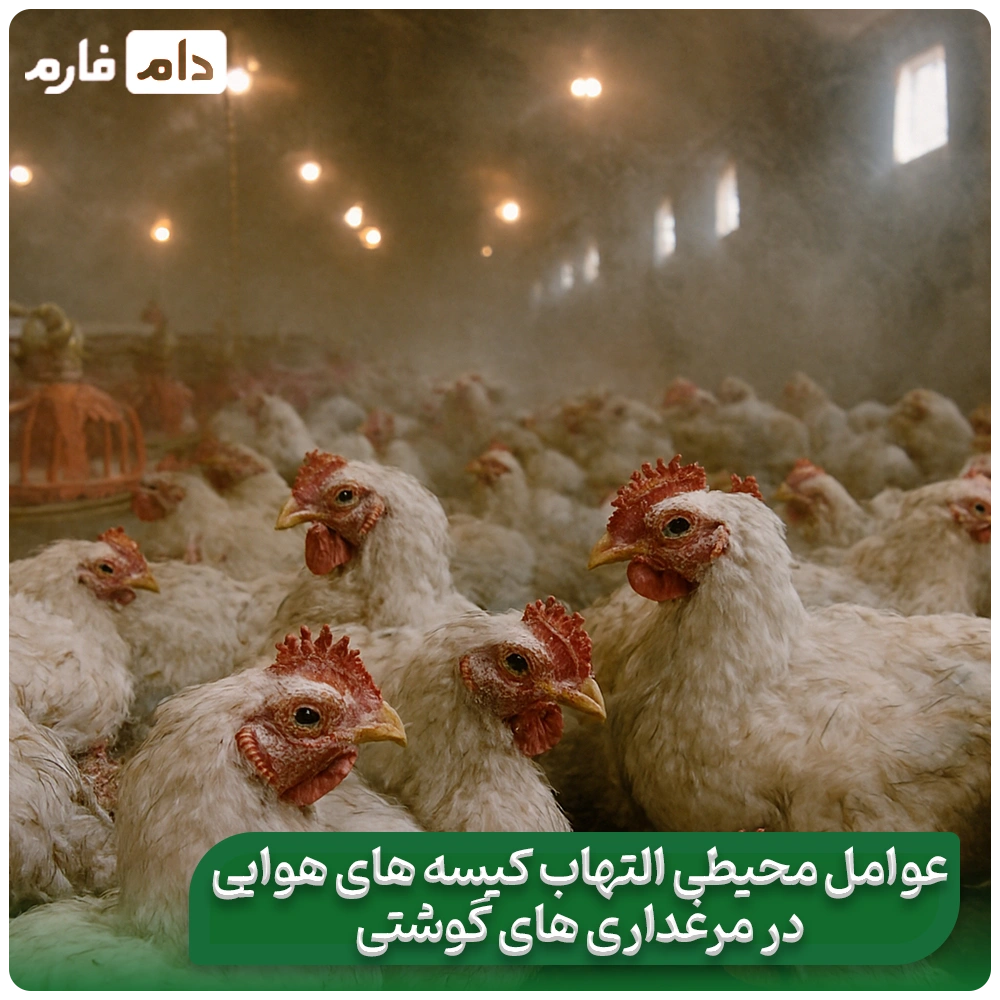 Inflammation-of-the-air-sacs-of-broiler-chickens-that-increases-the-conversion-rate!