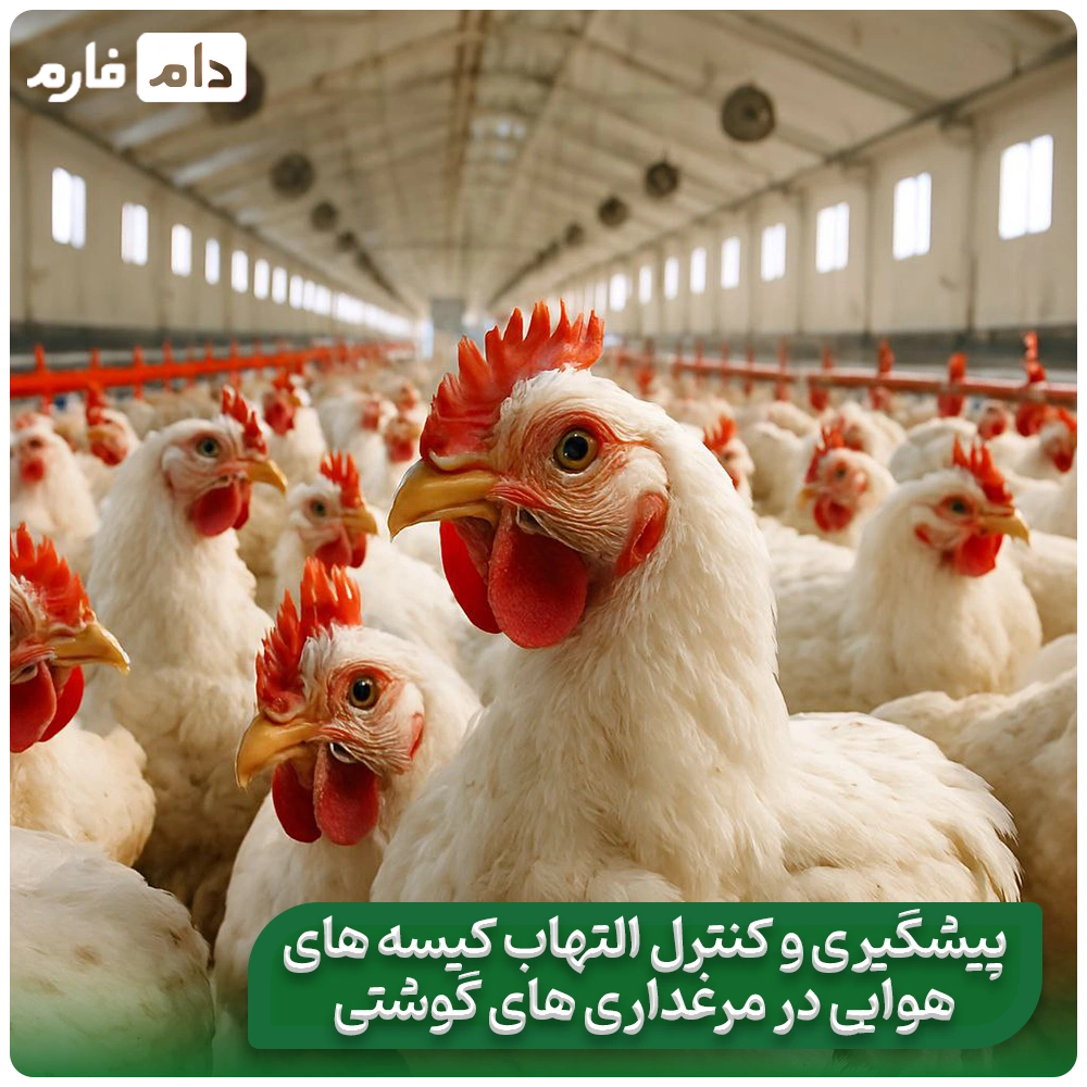 Inflammation-of-the-air-sacs-of-broiler-chickens-that-increases-the-conversion-rate!
