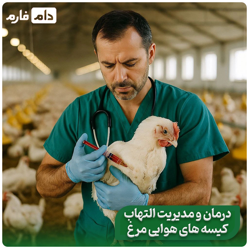 Inflammation-of-the-air-sacs-of-broiler-chickens-that-increases-the-conversion-rate!