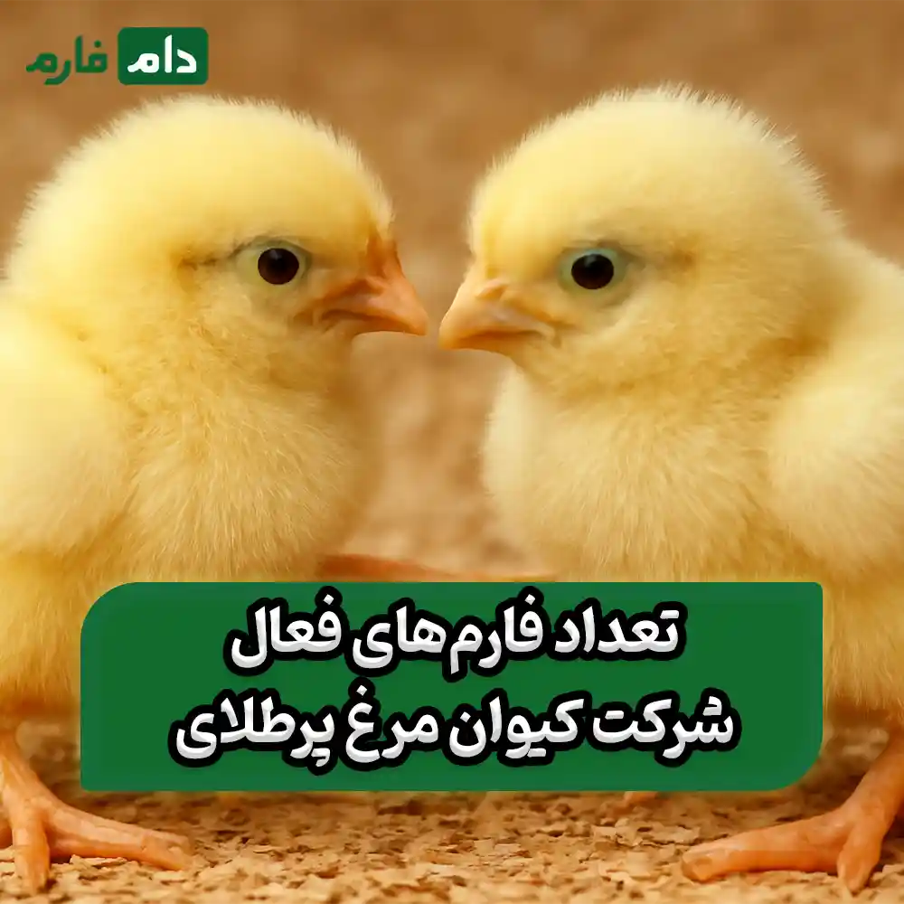 شرکت_کیوان_مرغ_پرطلای_09190089057