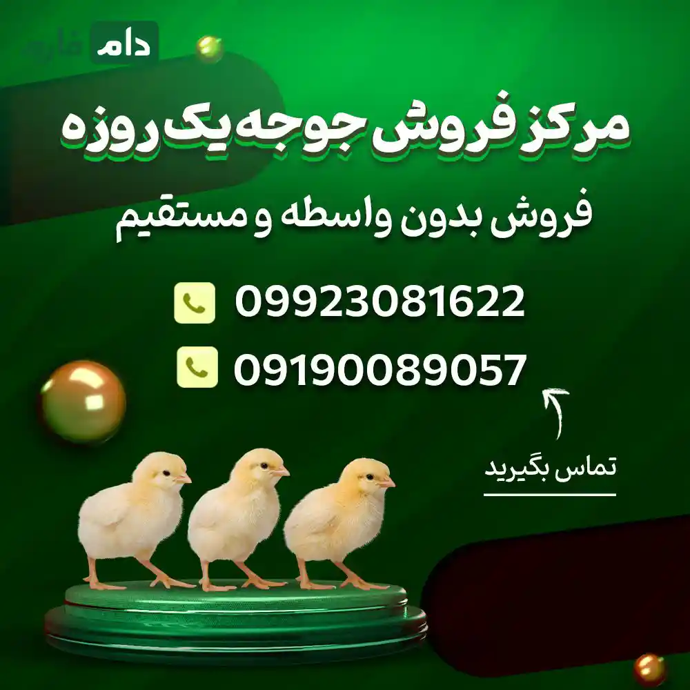 Keyvan-Morgh-Partalay-Company-09190089057