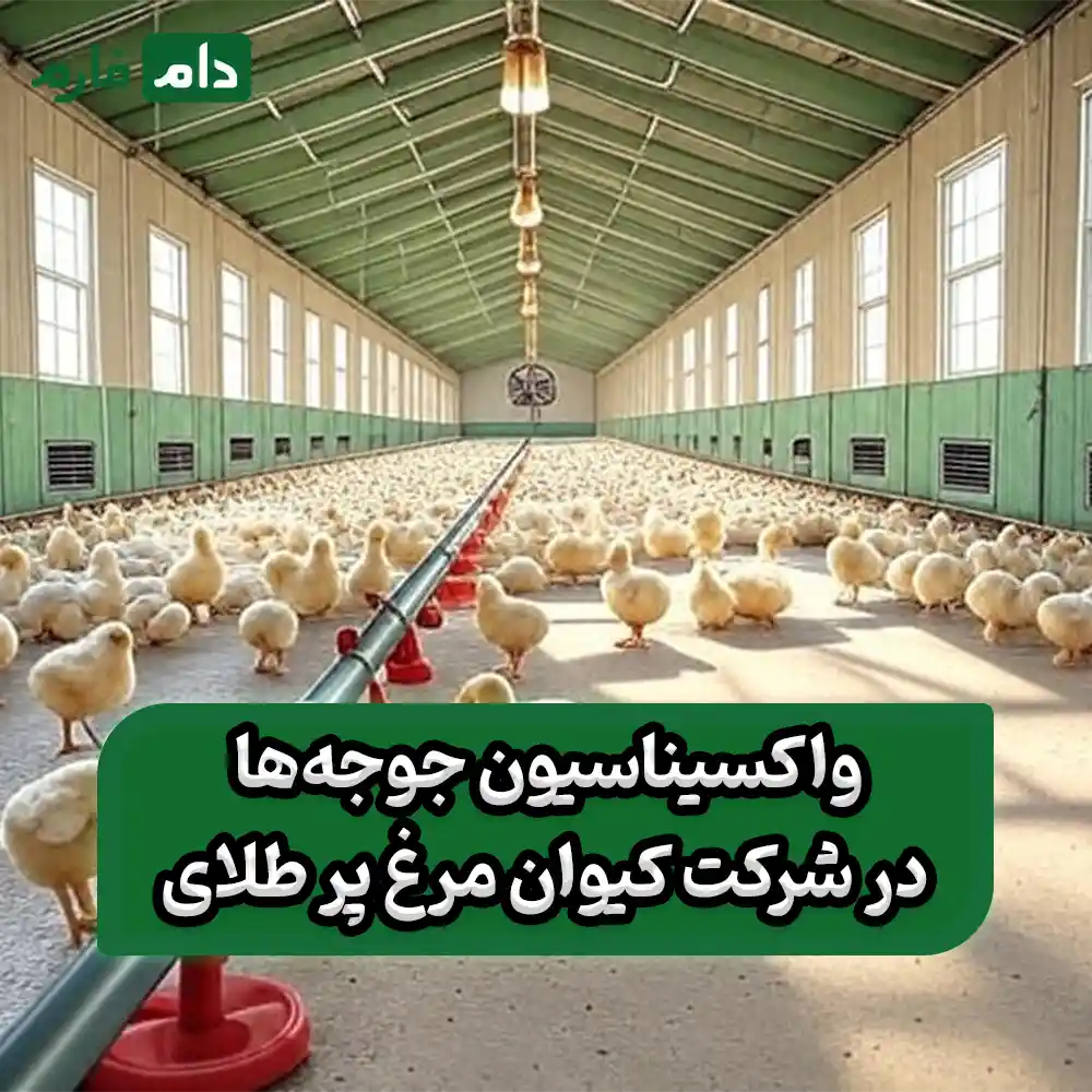 Keyvan-Morgh-Partalay-Company-09190089057