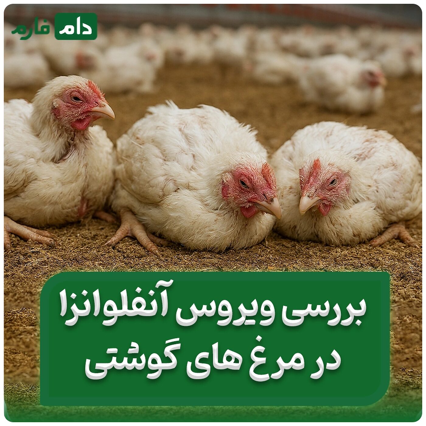 بررسی_ویروس_آنفلوانزای_H9N2_در_مرغ_های_گوشتی