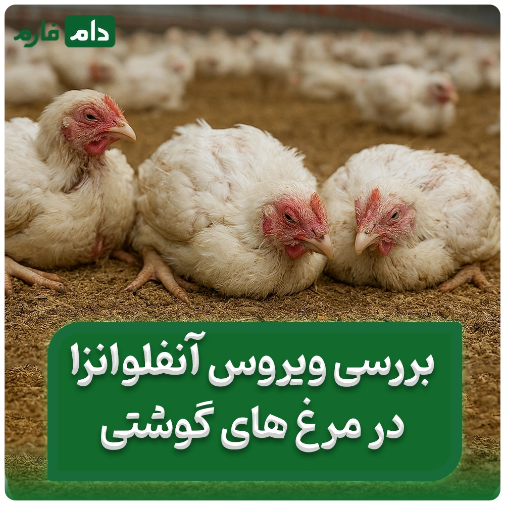 بررسی_ویروس_آنفلوانزای_H9N2_در_مرغ_های_گوشتی