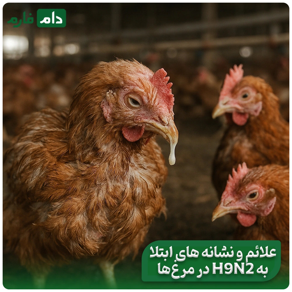 Investigation-of-H9N2-influenza-virus-in-broiler-chickens