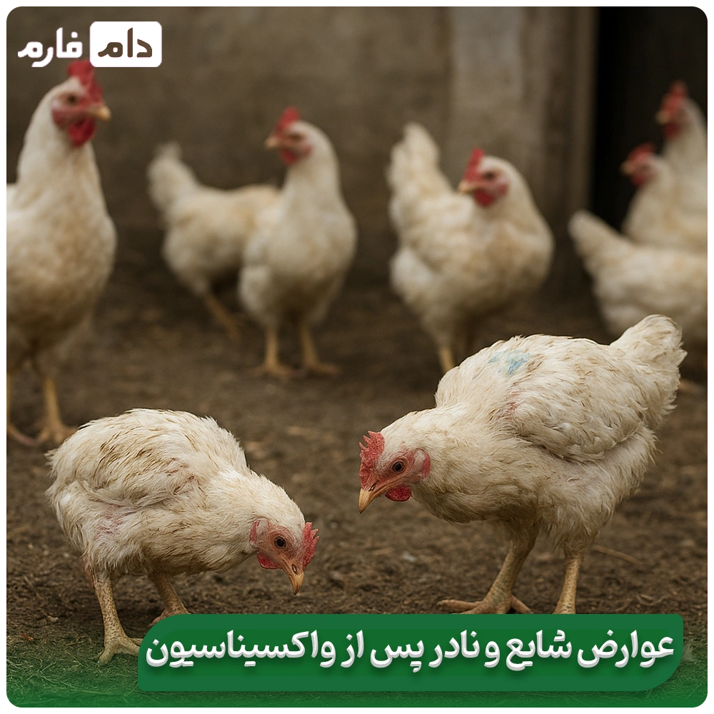 Investigation-of-H9N2-influenza-virus-in-broiler-chickens