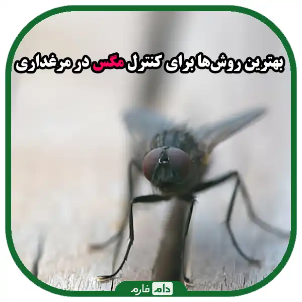 بهترین_روش_ها_برای_کنترل_مگس_در_مرغداری