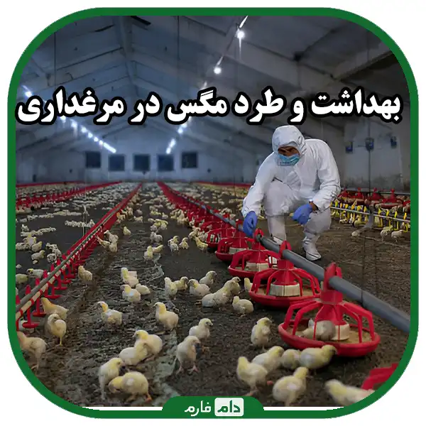 The-best-methods-for-fly-control-in-poultry