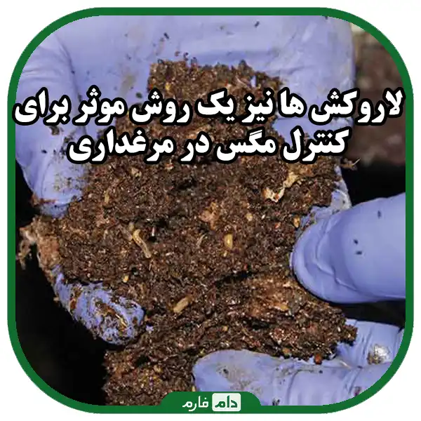 The-best-methods-for-fly-control-in-poultry