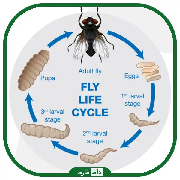 The-best-methods-for-fly-control-in-poultry
