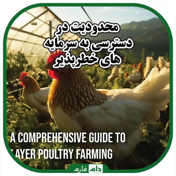 The-alarm-of-the-reduction-of-investment-in-the-poultry-industry-and-solutions-to-deal-with-the-crisis