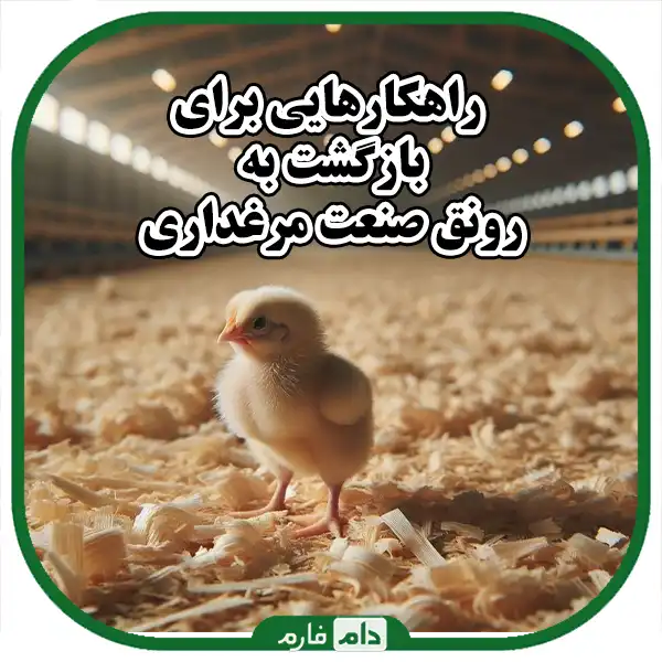 The-alarm-of-the-reduction-of-investment-in-the-poultry-industry-and-solutions-to-deal-with-the-crisis