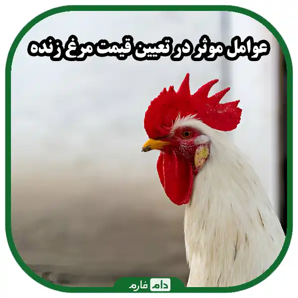 قیمت_مرغ_زنده_را_چه_عواملی_تعیین_می_کند؟!