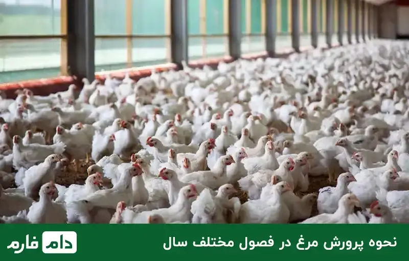 What-factors-determine-the-price-of-live-chicken