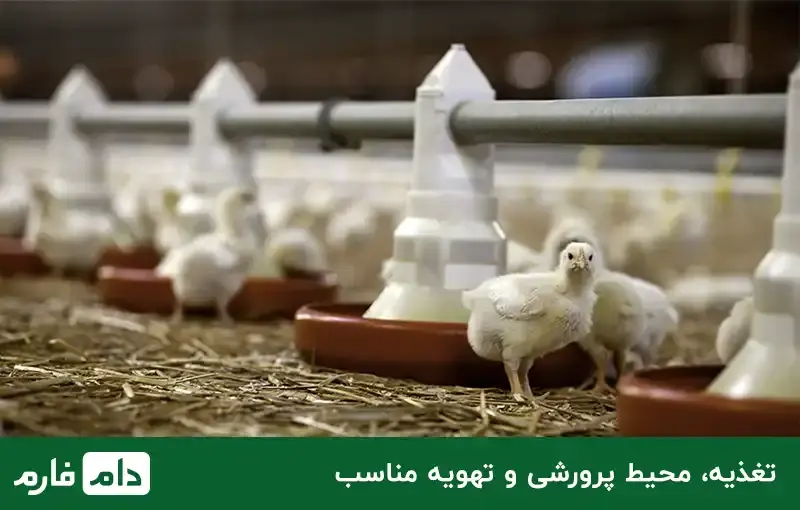 What-factors-determine-the-price-of-live-chicken