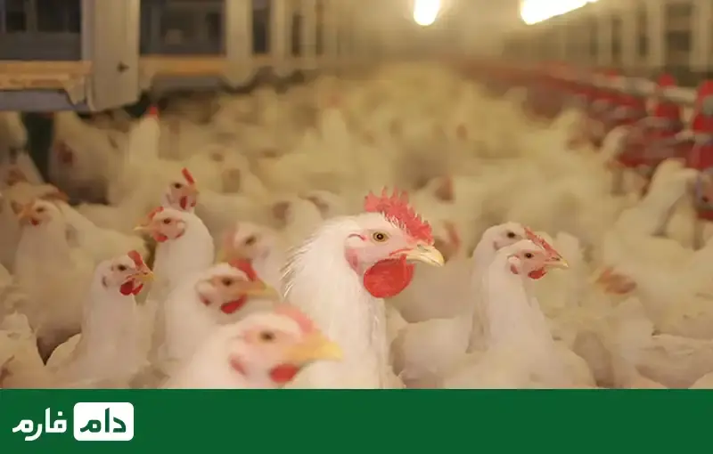 What-factors-determine-the-price-of-live-chicken