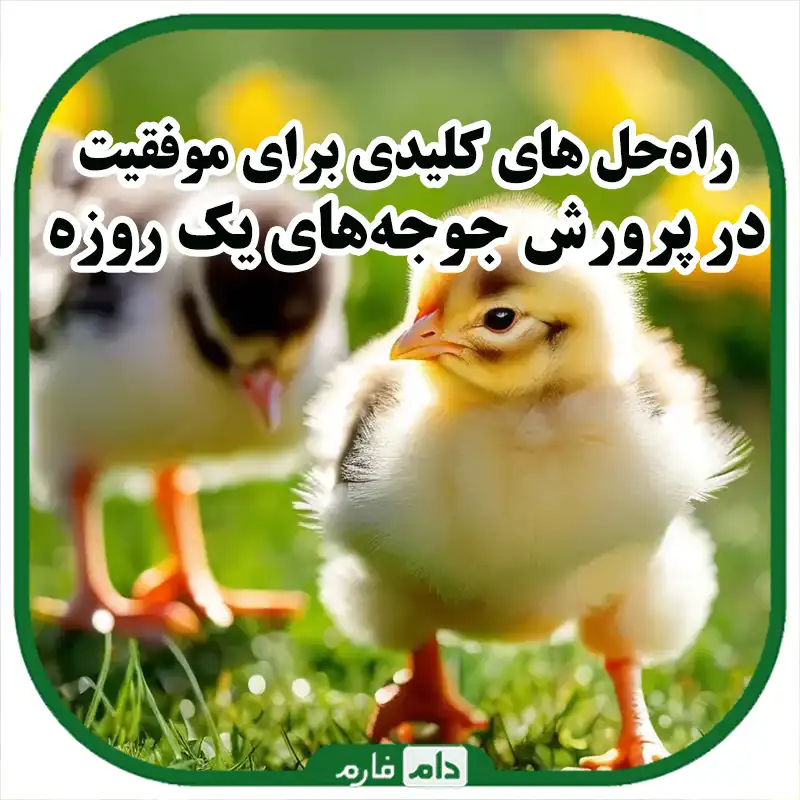 ۵_نکته_کلیدی_برای_افزایش_سودآوری_در_پرورش_جوجه‌های_یک_روزه