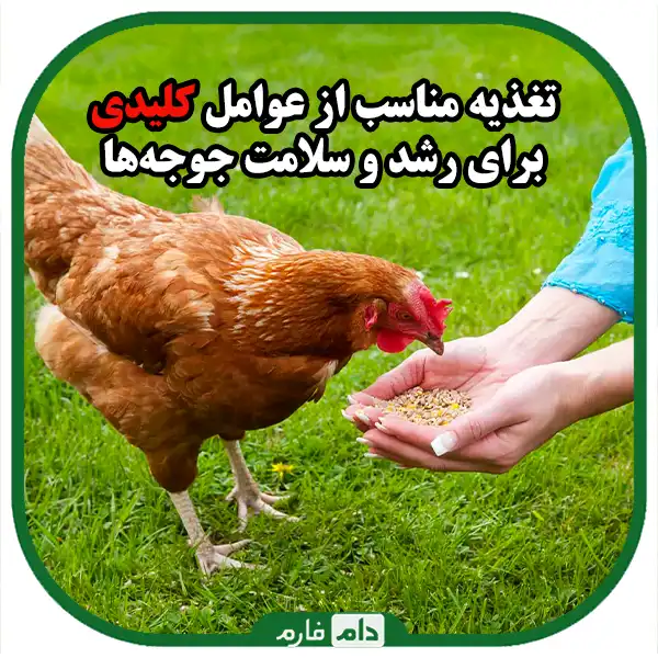 5-key-points-to-increase-profitability-in-raising-dayold-chicks