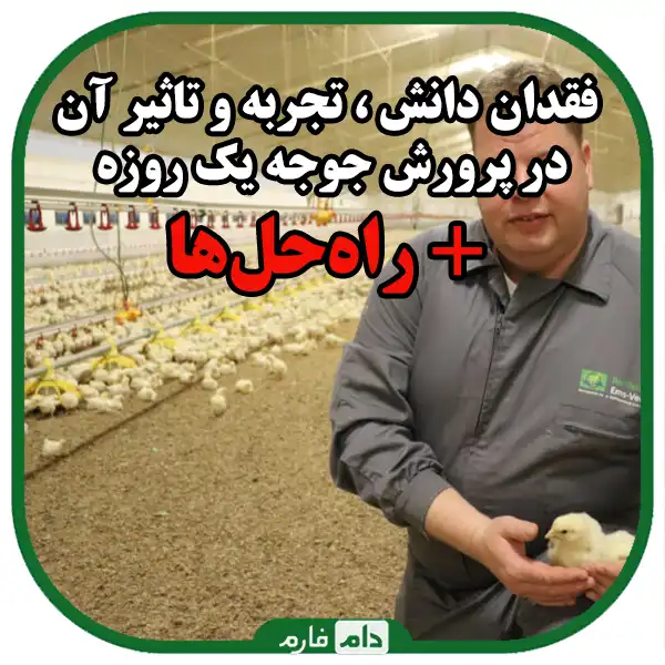 5-key-points-to-increase-profitability-in-raising-dayold-chicks