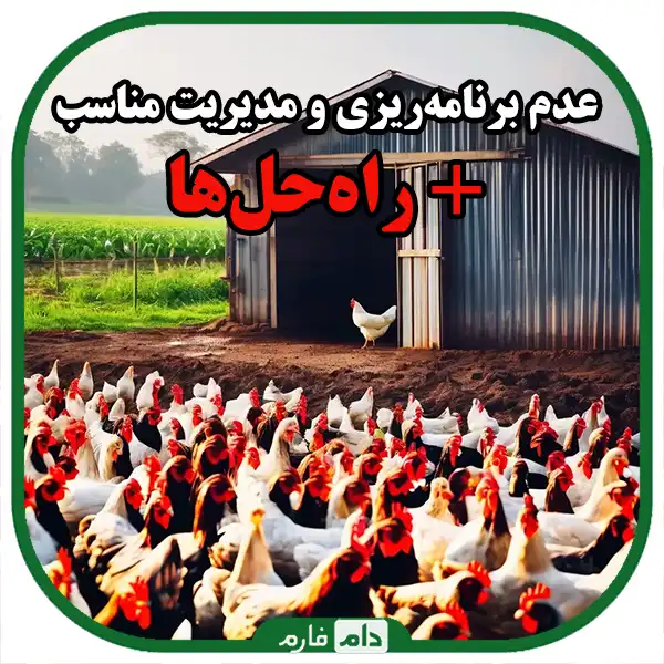 5-key-points-to-increase-profitability-in-raising-dayold-chicks