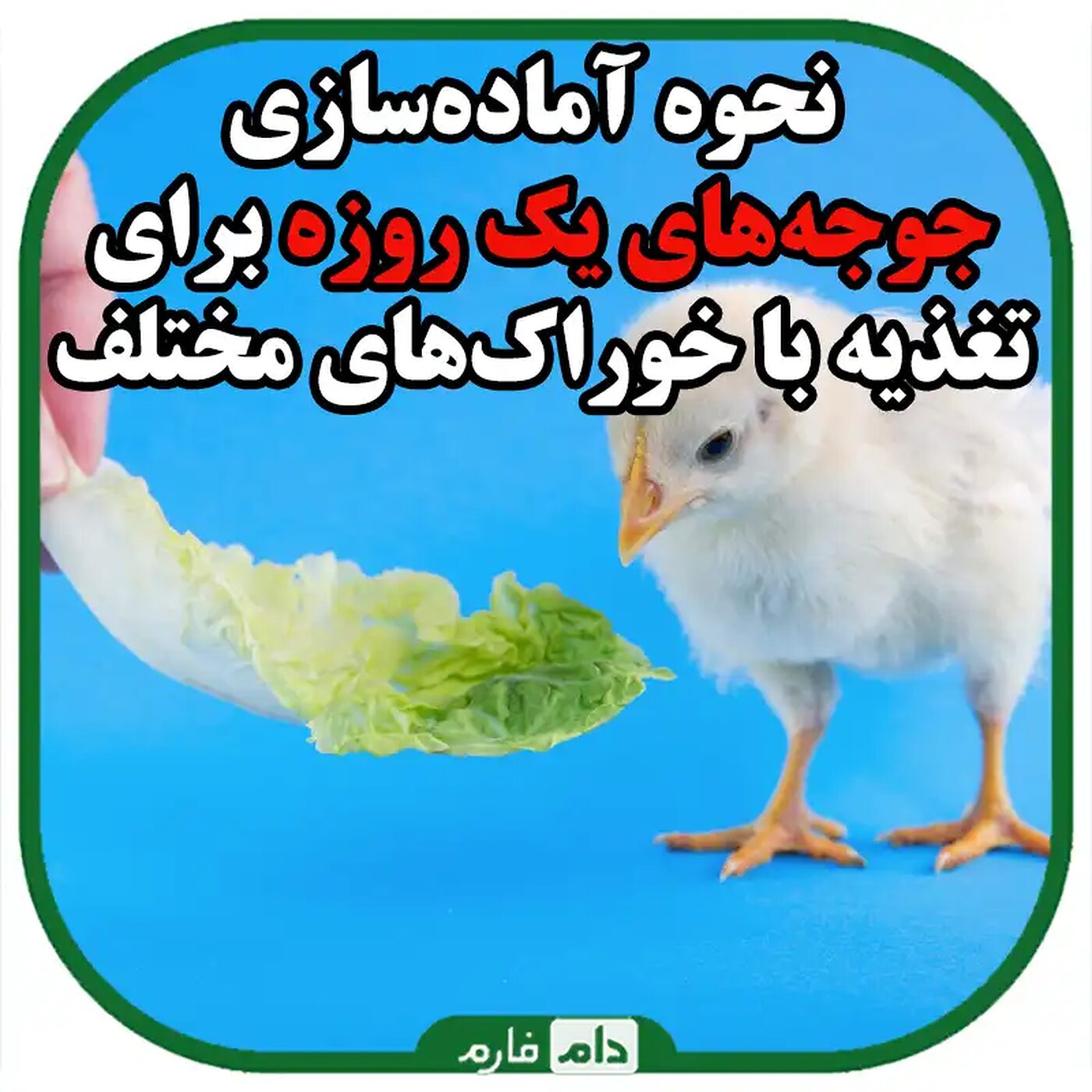 چگونه_جوجه_یک_روزه_را_برای_تغذیه_با_خوراک‌های_مختلف_آماده_کنیم