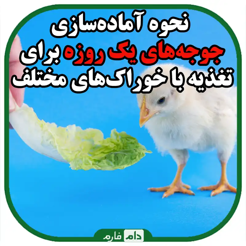 چگونه_جوجه_یک_روزه_را_برای_تغذیه_با_خوراک‌های_مختلف_آماده_کنیم
