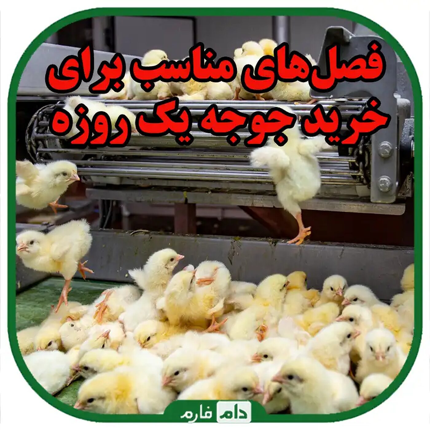 بهترین_زمان_خرید_جوجه_یک_روزه_با_توجه_به_فصل_و_شرایط_بازار