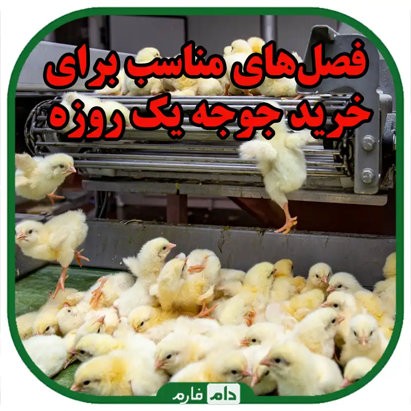 بهترین_زمان_خرید_جوجه_یک_روزه_با_توجه_به_فصل_و_شرایط_بازار