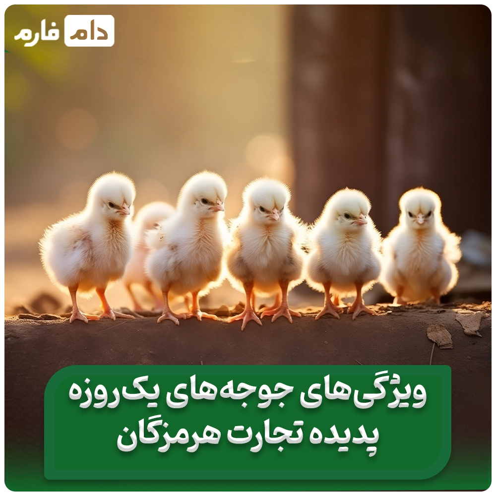 Selling-one-day-old-chicks,-Padideh-Tejarat-Company,-Hormozgan