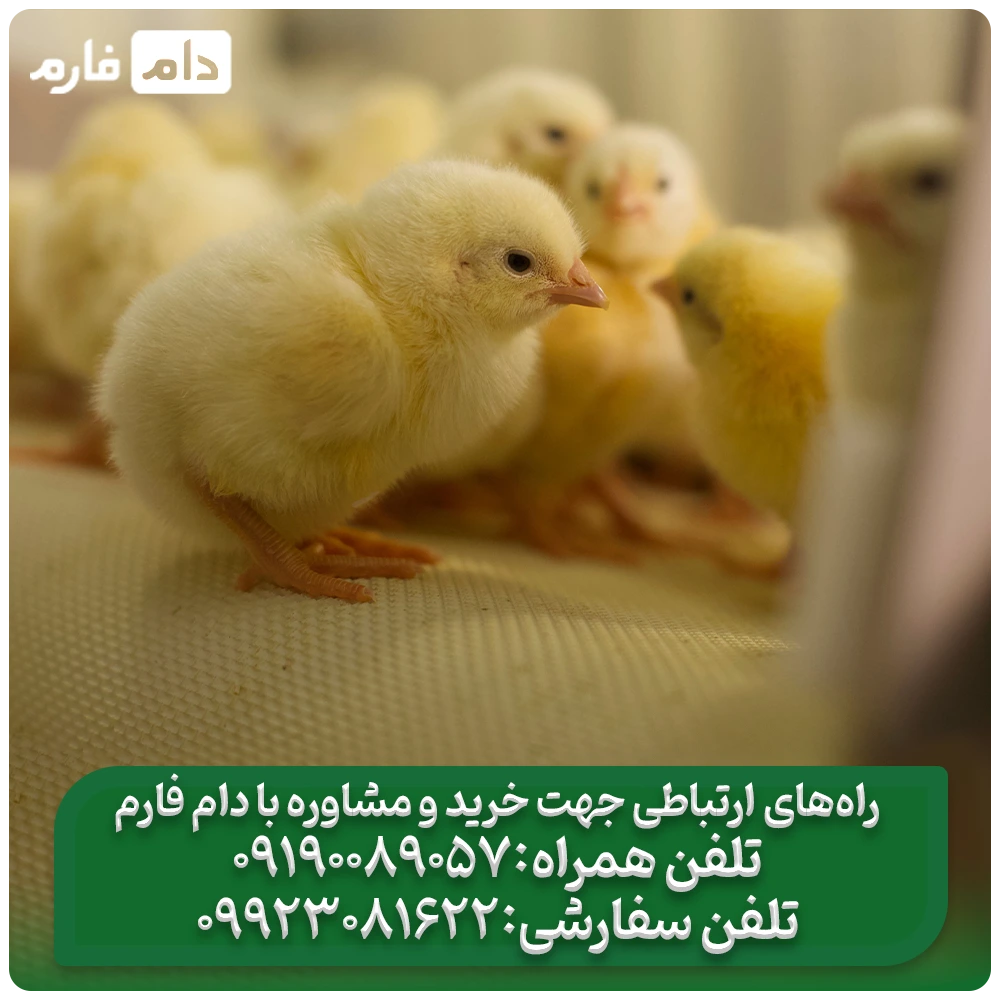 Selling-one-day-old-chicks,-Padideh-Tejarat-Company,-Hormozgan