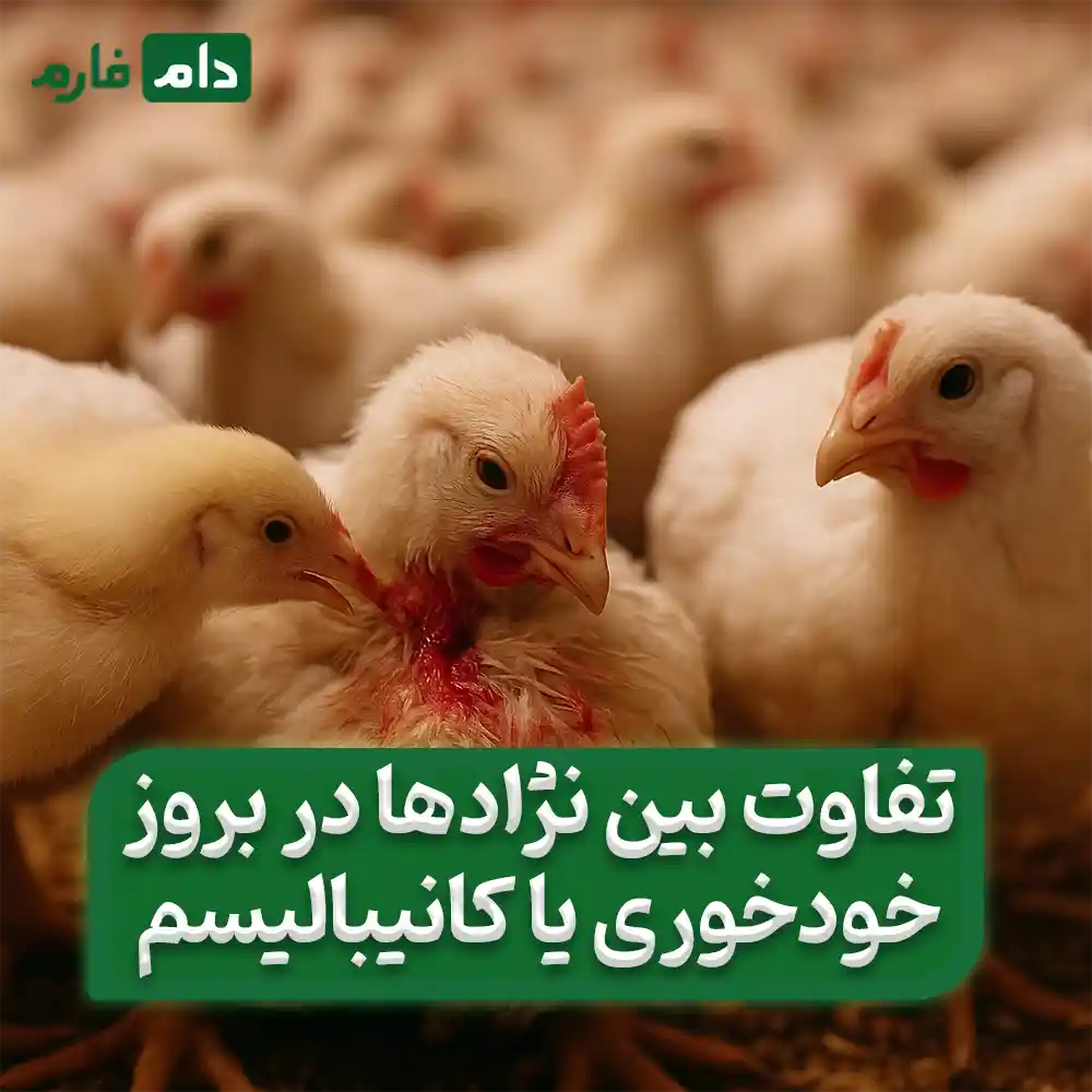 Chicken-cannibalism-or-cannibalism--cause--winter-treatment