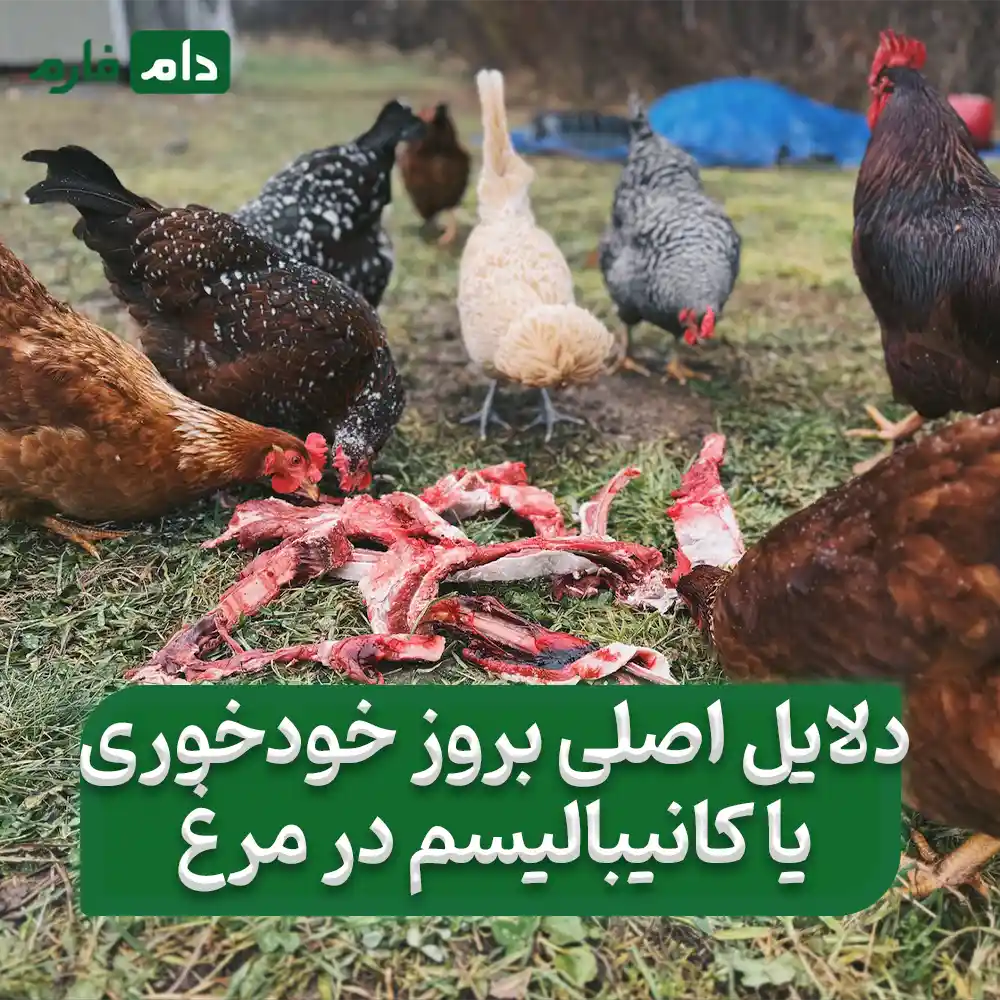 Chicken-cannibalism-or-cannibalism--cause--winter-treatment