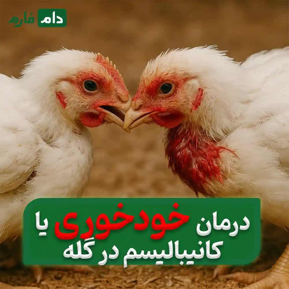 Chicken-cannibalism-or-cannibalism--cause--winter-treatment