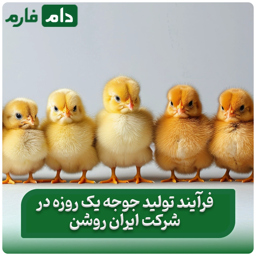 Selling-one-day-old-chicks-from-Iran-Roshan-Company