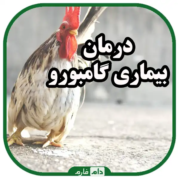 علت،_علائم_،درمان_بیماری_گامبورو_یا_بورس_عفونی_مرغی