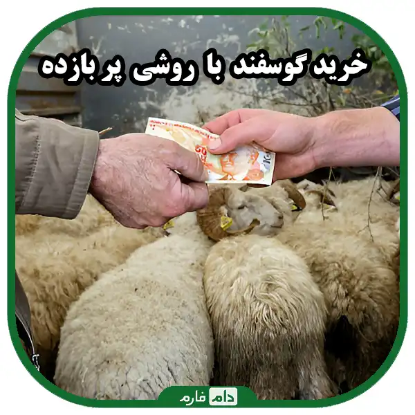 خرید_گوسفند_را_مطابق_با_چه_عواملی_انجام_دهیم؟