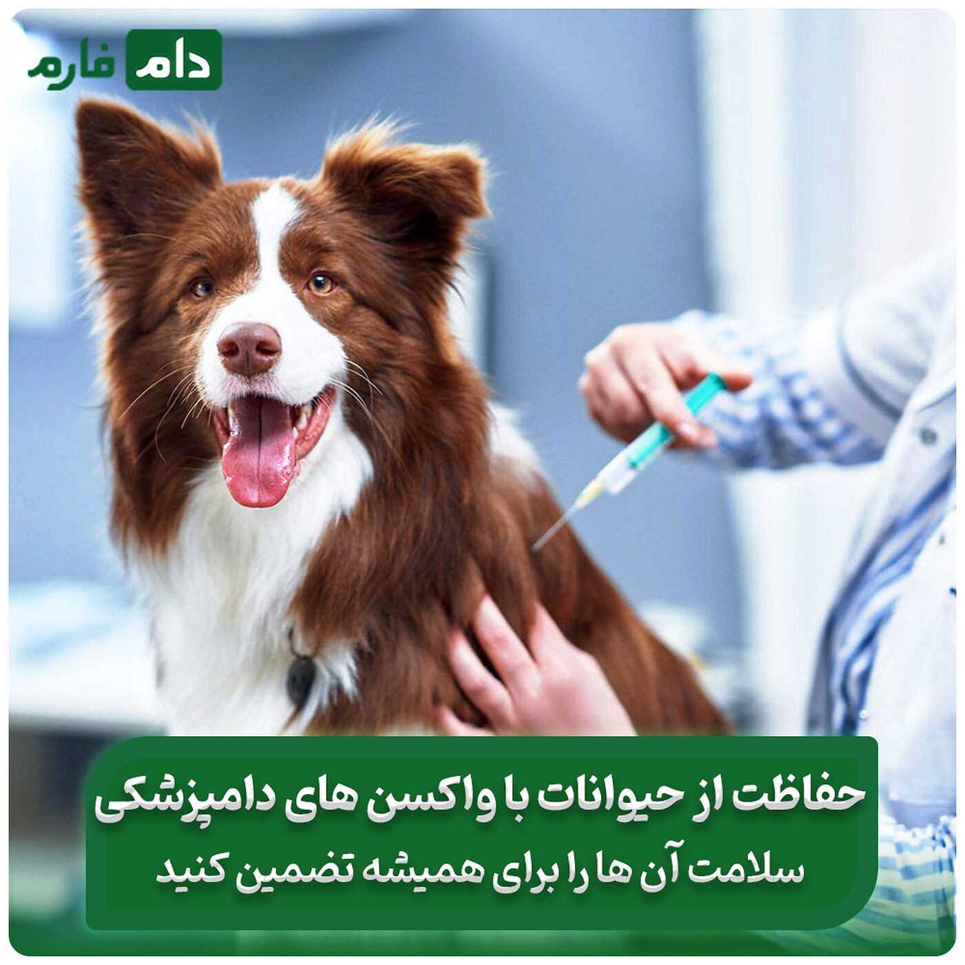 واکسن‌های_دامپزشکی:اهمیت_و_نحوه_انتخاب_بهترین_گزینه_واکسن_برای_حیوانات_شما