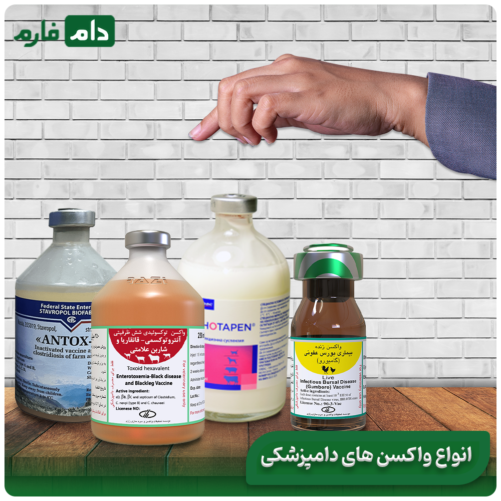 Veterinary-vaccines:-importance-and-choosing-the-best-vaccine-option-for-your-animals