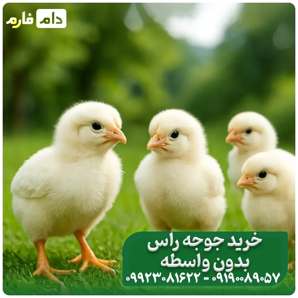 breeding-broiler-breed-ross