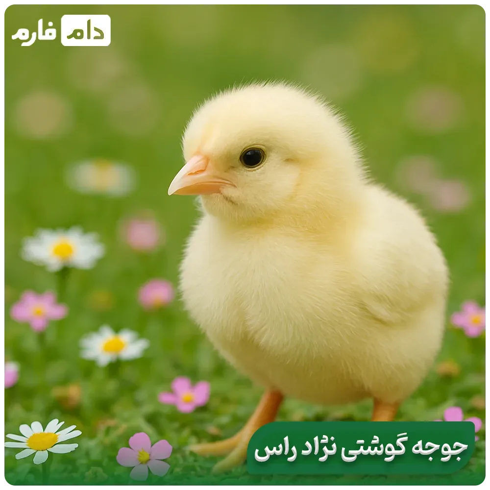 breeding-broiler-breed-ross
