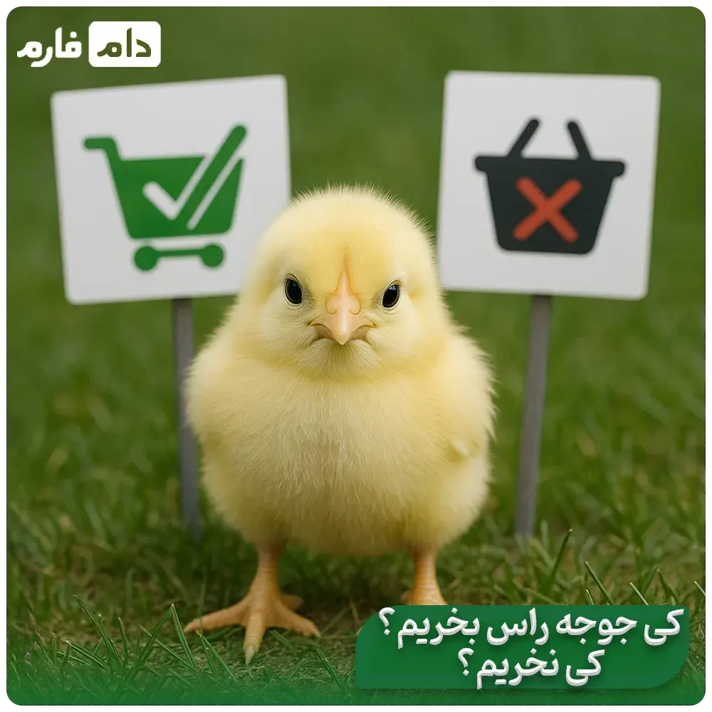 breeding-broiler-breed-ross