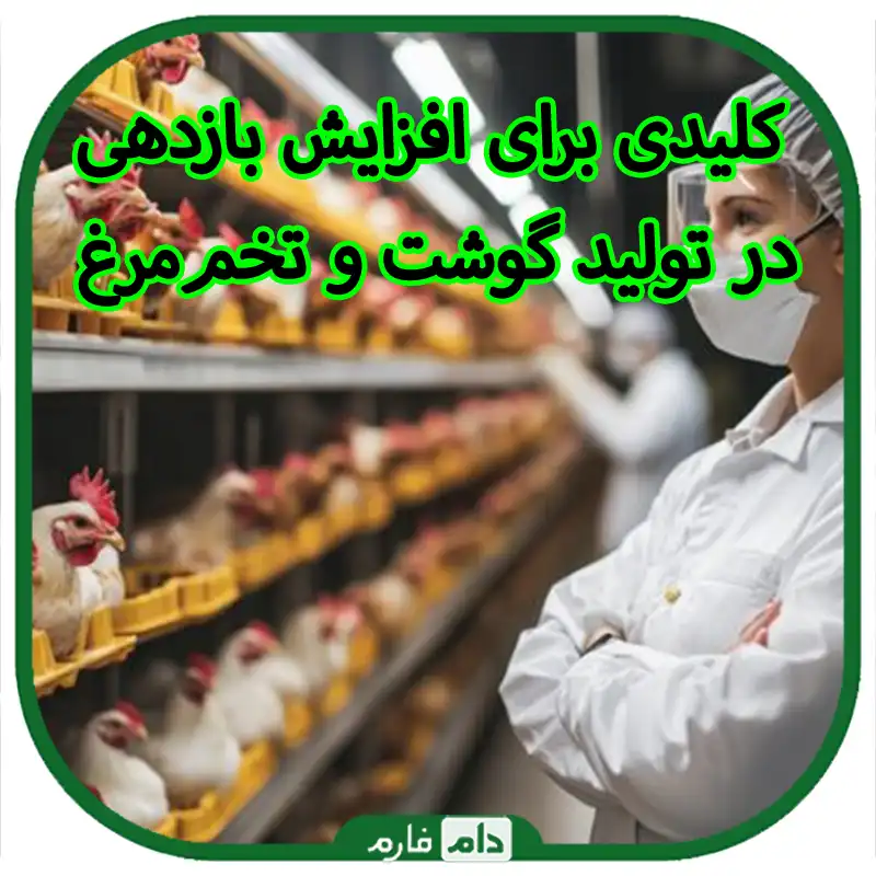 کلیدی_برای_افزایش_بازدهی_در_تولید_گوشت_و_تخم‌مرغ