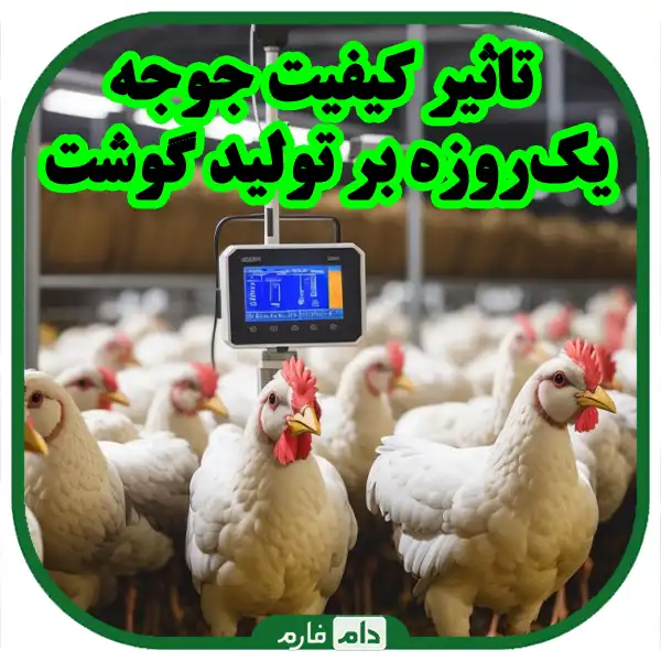 A-key-to-increase-productivity-in-meat-and-egg-production
