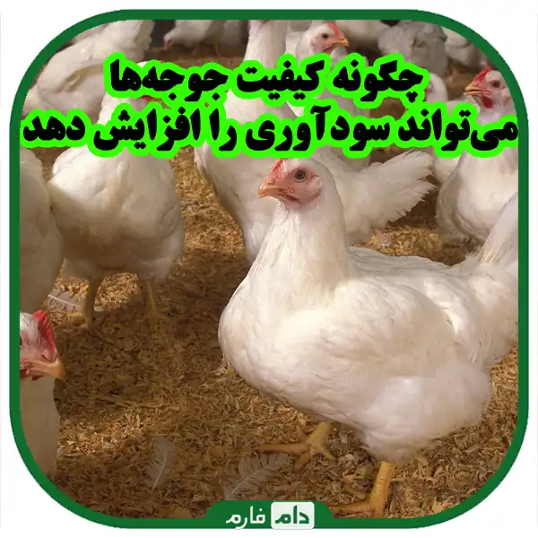 A-key-to-increase-productivity-in-meat-and-egg-production